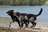 BEAUCERON 697